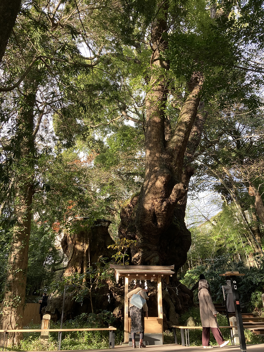 来宮神社