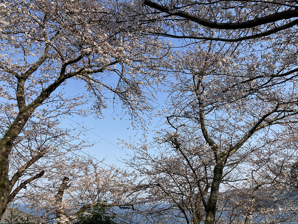 伊豆多賀駅の桜