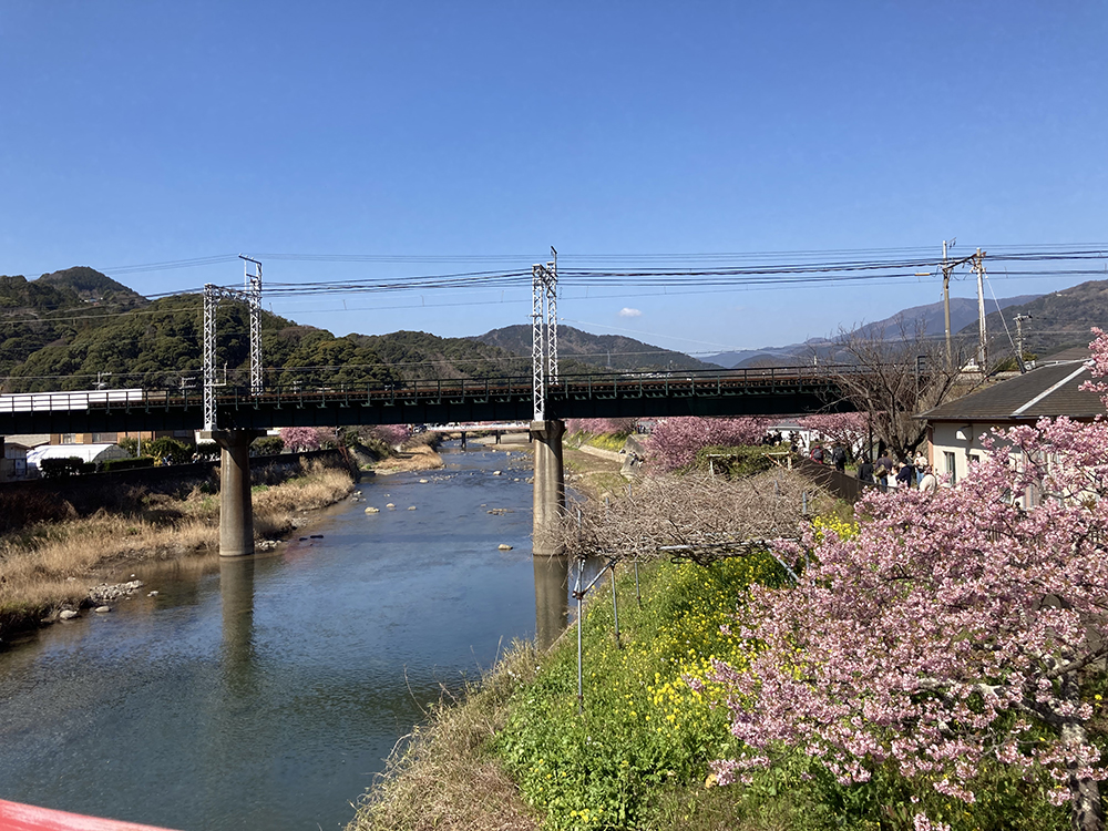 河津桜並木