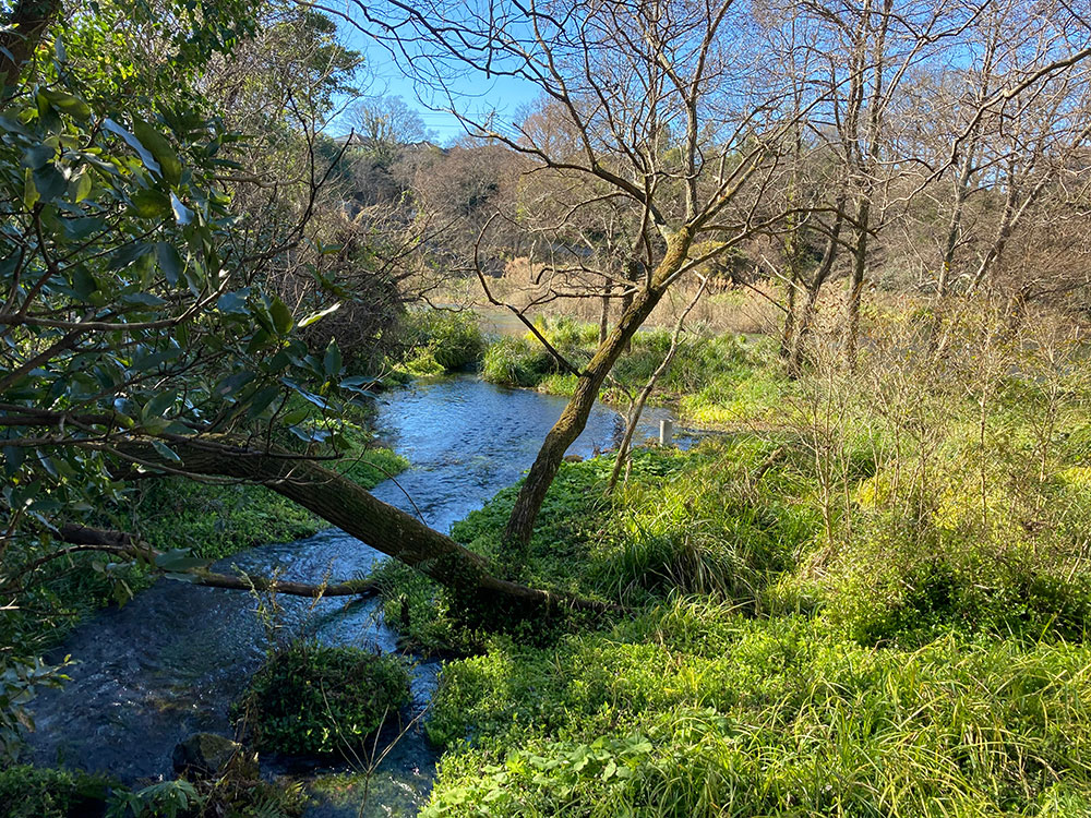 柿田川湧水群・柿田川