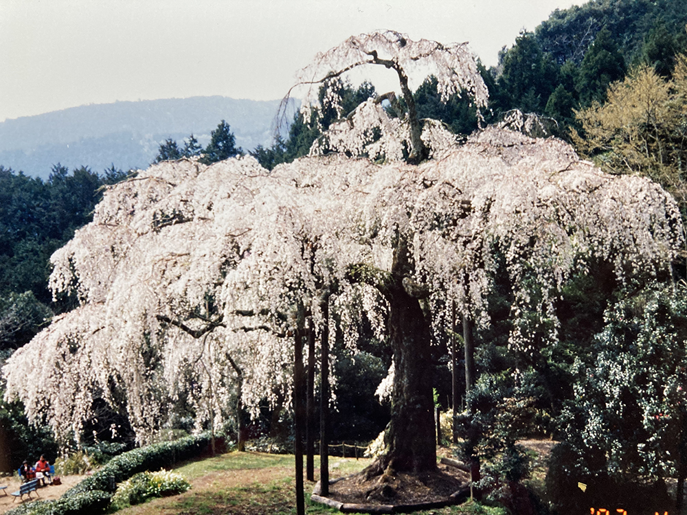 入生田のしだれ桜