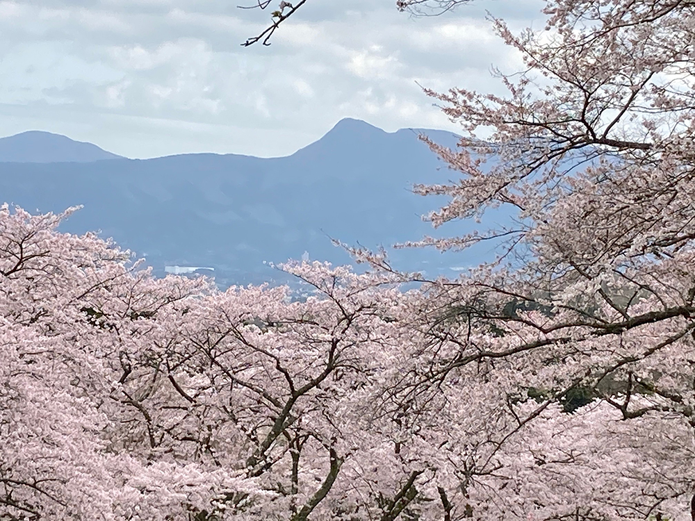 箱根金時山